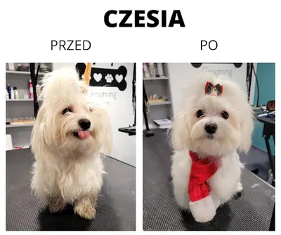 Czesia